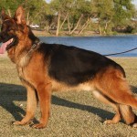 A german shepherd dog standing on top of grass.