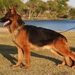 A german shepherd dog standing on top of grass.