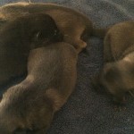 A couple of cats are laying on the bed