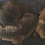 A couple of dogs laying on top of each other.