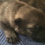 A close up of the head and paws of a dog.