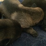 A couple of cats are laying on the ground