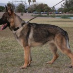 A german shepherd dog on a leash in the grass.