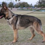 A german shepherd dog on a leash in the grass.
