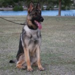 A german shepherd sitting on the grass with its tongue hanging out.