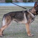 A german shepherd dog with its head on the leash.