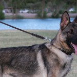 A german shepherd dog with its tongue hanging out.