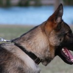 A dog with its mouth open and tongue hanging out.