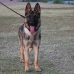 A german shepherd dog with its tongue hanging out.