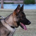 A german shepherd dog with its tongue hanging out.