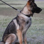 A german shepherd sitting on the grass with its head down.