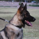A german shepherd dog with its tongue hanging out.