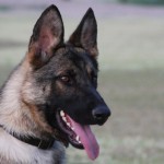 A german shepherd dog with its tongue hanging out.