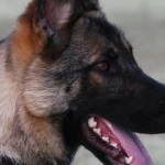A close up of a dog 's face with its tongue hanging out