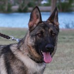 A german shepherd dog with its tongue hanging out.