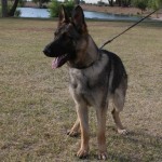A german shepherd dog standing in the grass.