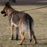 A german shepherd dog on a leash in the grass.