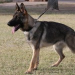A german shepherd dog with its tongue hanging out.