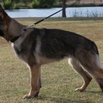A german shepherd dog on a leash in the grass.