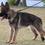 A german shepherd dog on a leash in the grass.