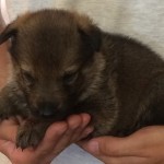 A person holding a puppy in their hands.