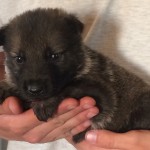 A person holding a puppy in their hands.