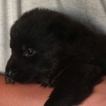 A black puppy is laying on the arm of someone.