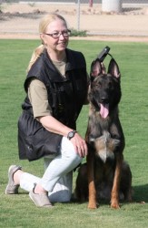 Belgium Malinois advanced obedience