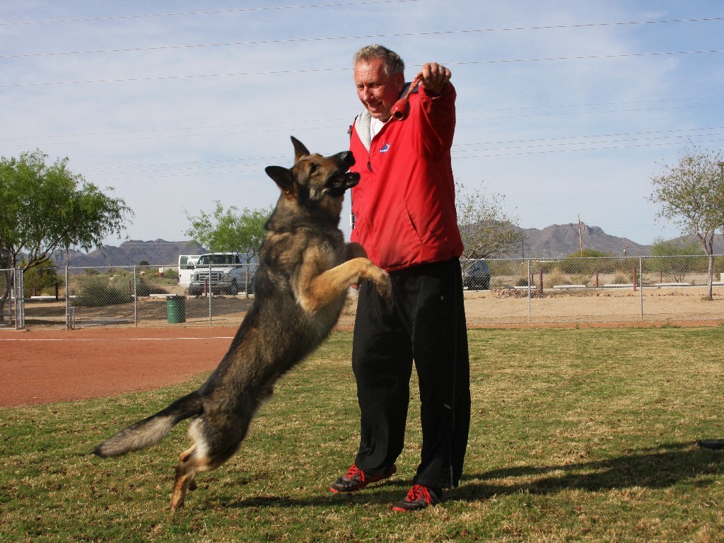 Man playing with jumping German Shepherd dog.