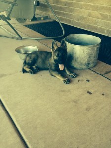 Puppy lying near a metal bucket outside.