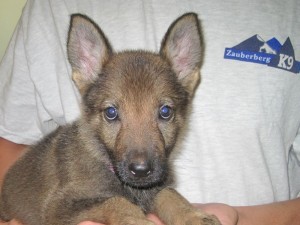 Puppy held in person's arms.