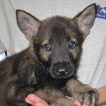 A close up of a puppy with its head on someones hand