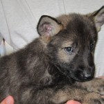 A person holding a puppy in their arms.