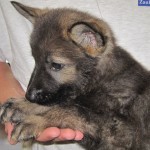 A person holding a puppy in their hand.