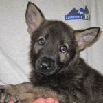 A close up of a puppy with its head on the paw