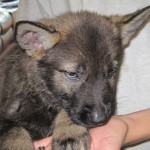 A person holding onto a puppy with its head on the arm of it.