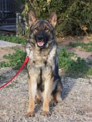 Best German Shepherd breeder