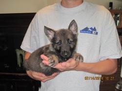 Ryker Vom Zauberberg - German shepherd puppy for sale