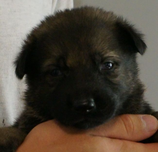 Cute puppy held in someone's hands.