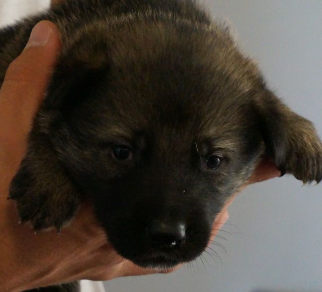 Cute puppy held gently in hands.
