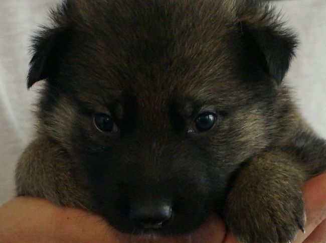 Fluffy puppy held in hands, looking cute.