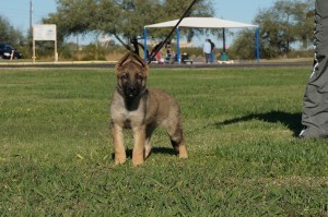 Puppy on a leash in grassy field.