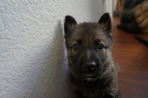 Puppy sitting against a textured white wall.