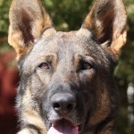 A close up of a dog 's face with trees in the background