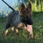 Trained German Shepherd Puppy for sale
