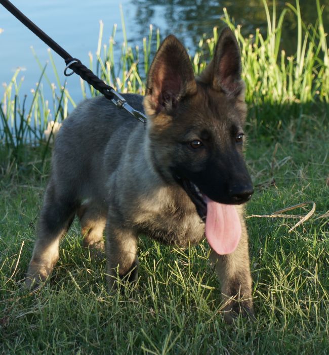 Ryker trained German Shepherd Puppy - ZAUBERBERG!