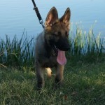 A dog with its tongue hanging out on a leash.