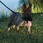A dog with its tongue hanging out walking on a leash.