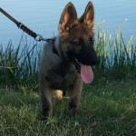 A dog with its tongue hanging out is on a leash.
