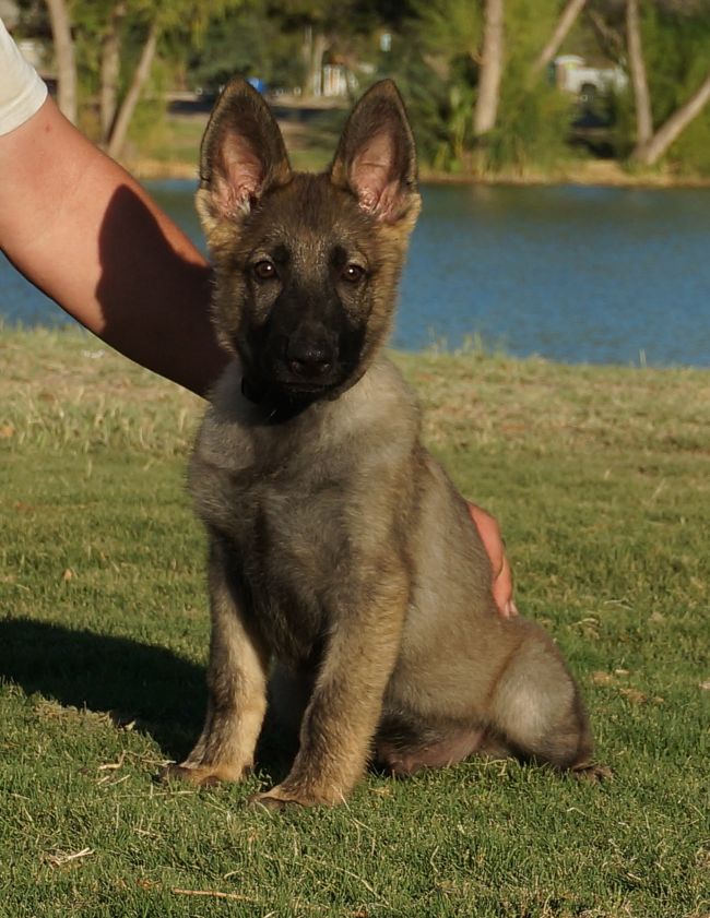 Ryker Trained German Shepherd Puppy Zauberberg